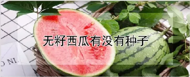 无籽西瓜有没有种子 | 种植技术