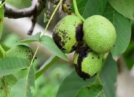 植物虫害|核桃长虫子怎么办