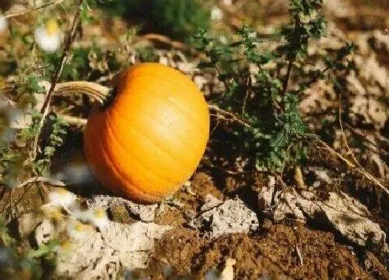 植物繁殖|南瓜一年四季都能种吗 什么季节种植最好