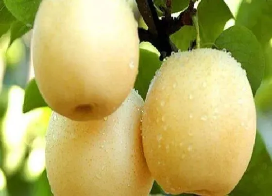 果实成熟|梨几月份成熟上市