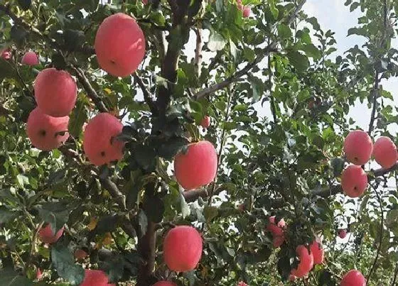 植物修剪|苹果树冬季什么时候修剪最好，苹果树冬剪好还是春剪好）