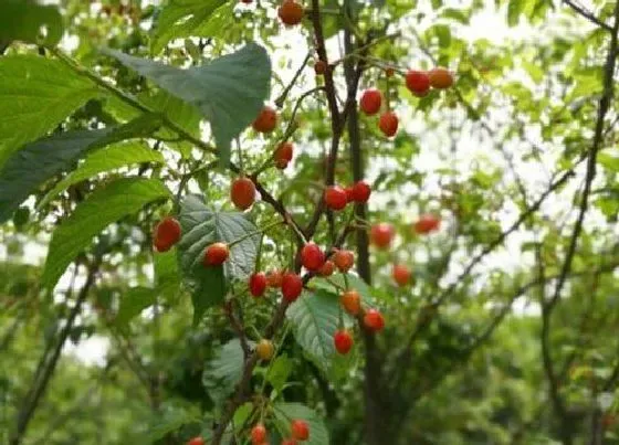 植物百科|羊奶奶是什么植物类别