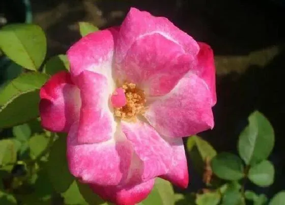 植物种类|摩纳哥公爵月季是藤本还是灌木