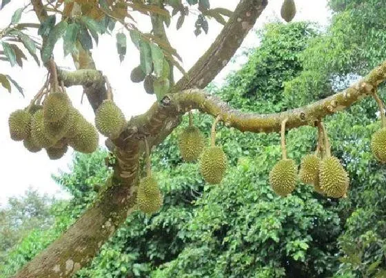 习性特点|榴莲树开花是什么样子 在什么时候开花