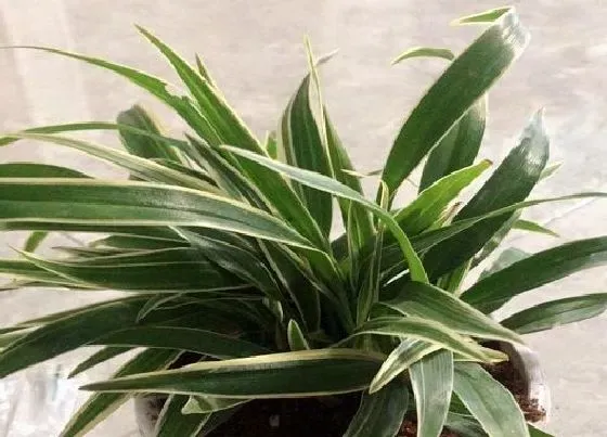 摆放常识|教室适合放什么植物