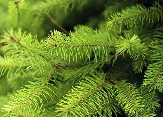 植物种类|日本冷杉是裸子植物吗