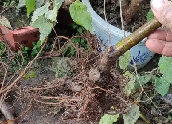 植物嫁接|无花果嫁接时间和方法