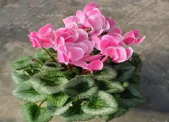 摆放常识|接待室适合放什么植物