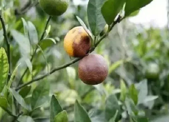 植物病害|脐橙炭疽病发病的发病原因与治疗方法