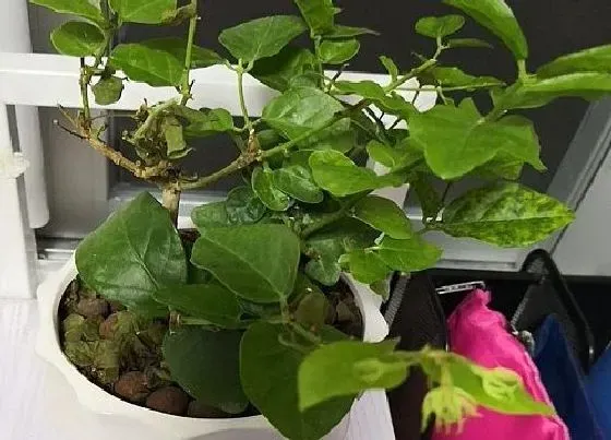 植物种类|室内驱蚊虫植物盆栽有哪些