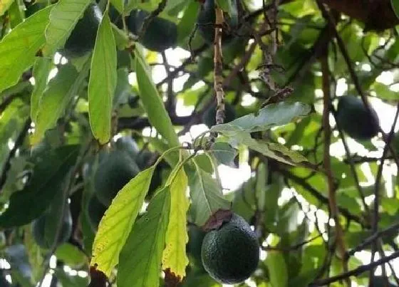 植物百科|牛油果生长在什么地方