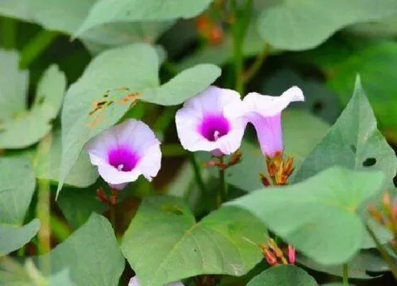 植物百科|山芋开花吗 开花在什么时候