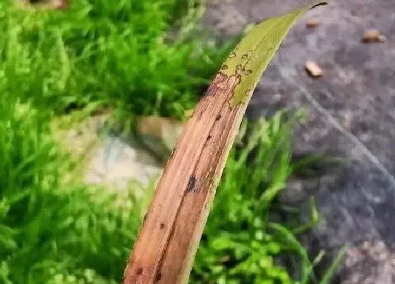 植物虫害|兰花病虫害防治方法 预防措施