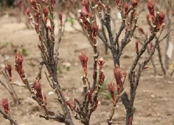 植物发芽|牡丹花什么时候发芽长叶