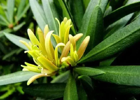 绿植|适合室外植物墙的植物品种 哪些植物适合生态墙栽种