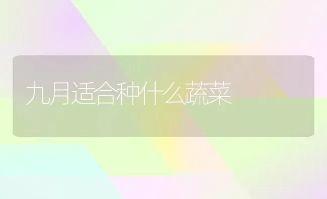 九月适合种什么蔬菜 | 蔬菜种植