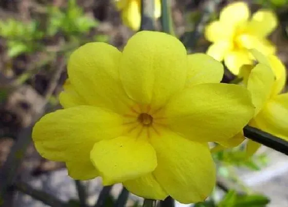 冬天植物|迎春花怎么过冬天 冬季栽培养护要点