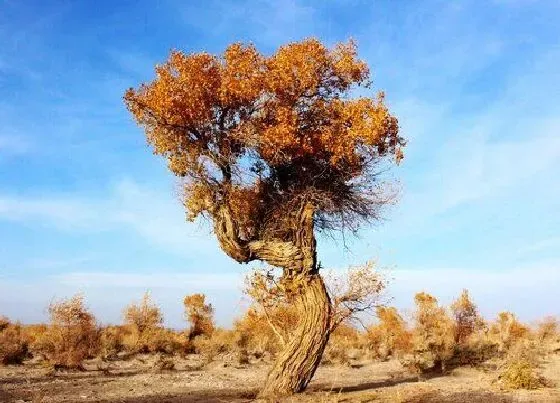 植物种类|胡杨是植物吗 属于什么种类植物