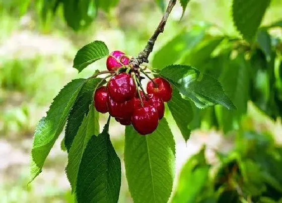 种植百科|广西可以种樱桃吗