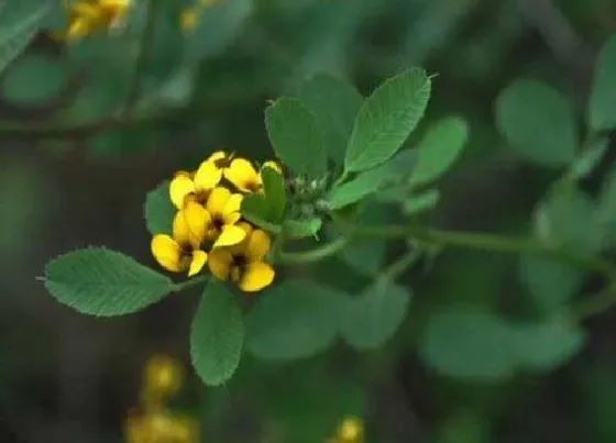 颜色花|苜蓿花是什么颜色的