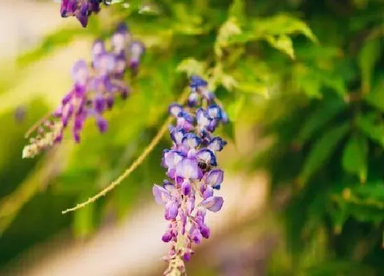 不开花|紫藤花为什么不开花