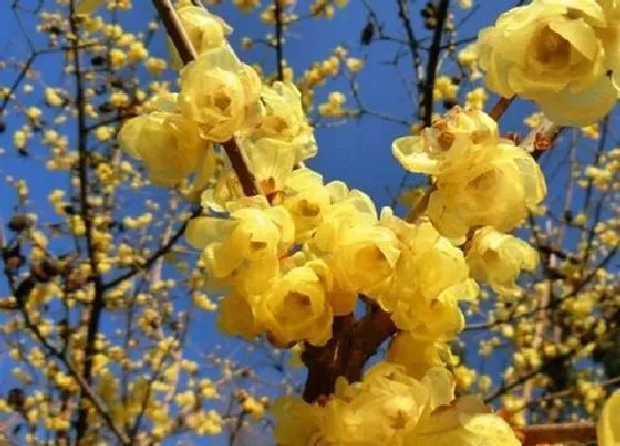 植物百科|梅花耐阴吗