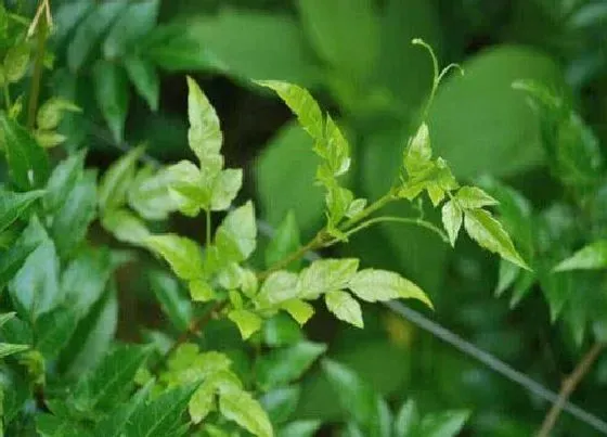 植物百科|藤茶是什么植物