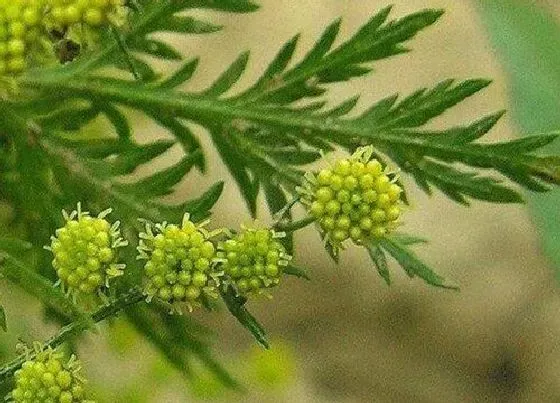 植物百科|黄花蒿属于什么植物类型