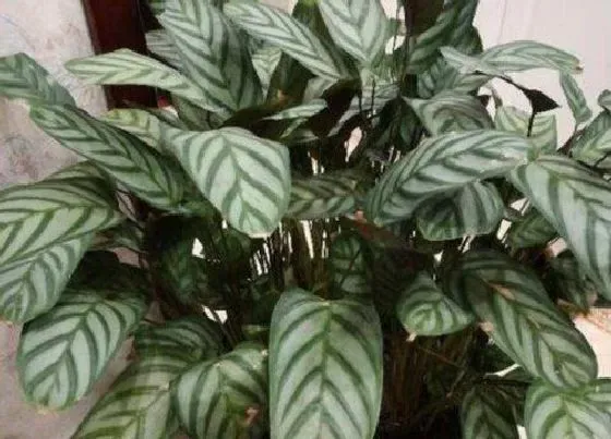 植物毒性|银羽竹芋有毒吗 可以放在室内养吗