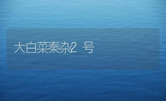 大白菜秦杂2号 | 蔬菜种植