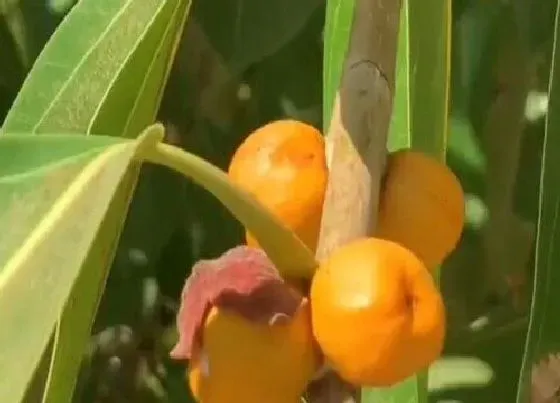 果实科普|榕树的果实有什么用