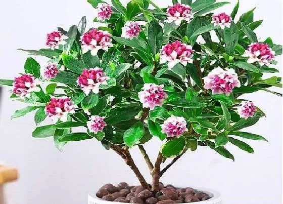 植物百科|多年生的花卉有哪些品种 常见的多年生矮花卉品种