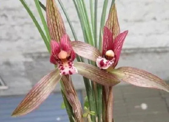 开花时间|红贵妃兰花什么时候开花
