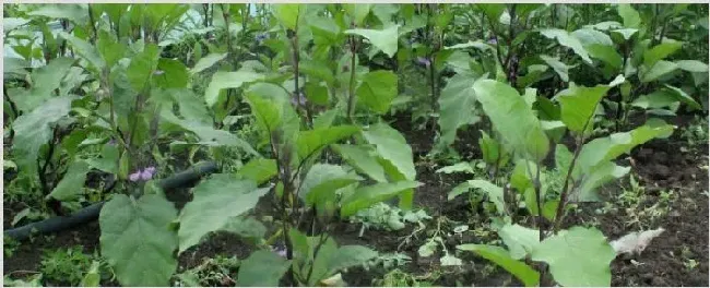 茄子叶片发卷是什么原因 | 种植资料