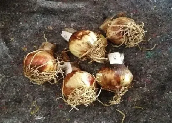 种球|朱顶红种球怎么保存