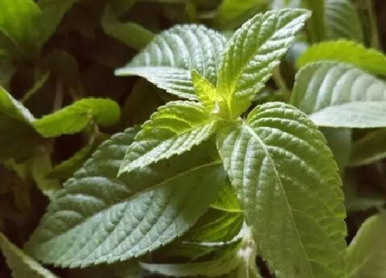 植物产地|烧仙草是哪里的特产