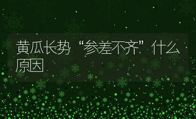 黄瓜长势“参差不齐”什么原因 | 蔬菜种植