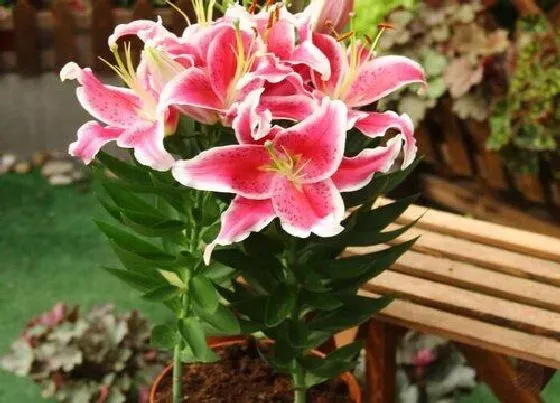 花期|百合花期是什么时候