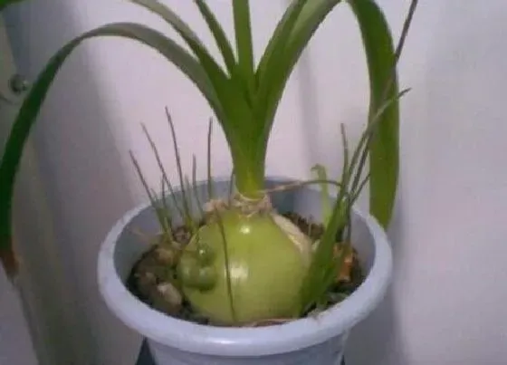 种球|虎眼万年青种球种植时间与方法