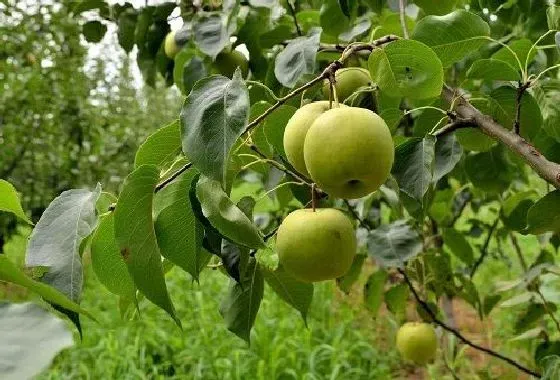 果实科普|梨树几月开花结果 什么时候开花结果