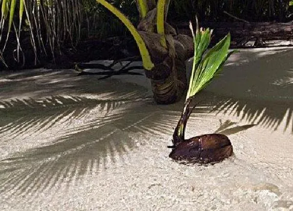 植物发芽|椰子怎么发芽快