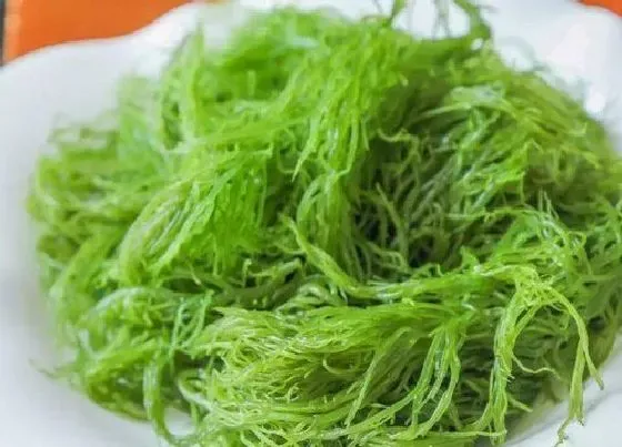 植物产地|龙须菜产地在哪里