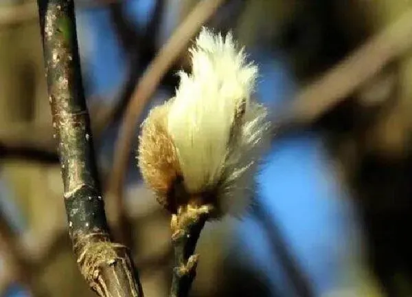 植物浇水|玉兰花多久浇一次水