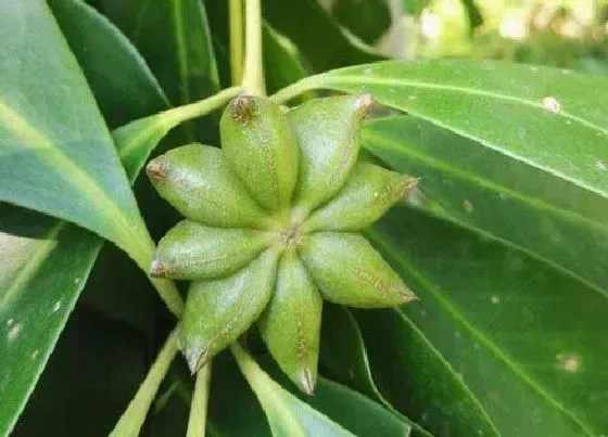 果实科普|八角树几月份开花结果