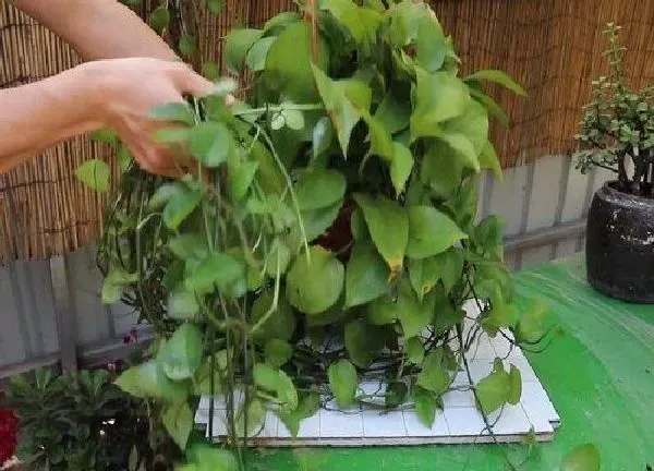 植物浇水|绿萝可以浇牛奶吗