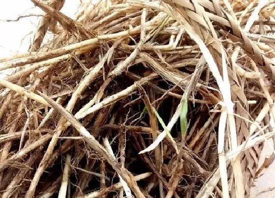 功效常识|茅草根的功效与作用