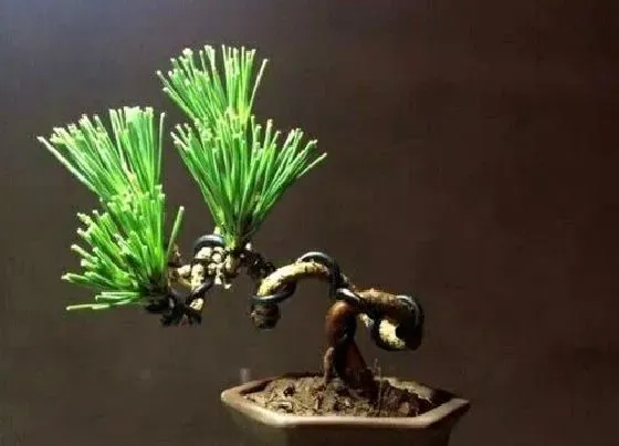 植物寓意|五针松的风水寓意和摆放位置