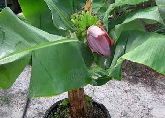 植物百科|香蕉树开花吗 开花是什么样子的