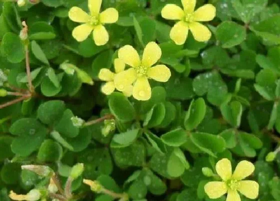 植物百科|黄花酢浆草是什么植物类别