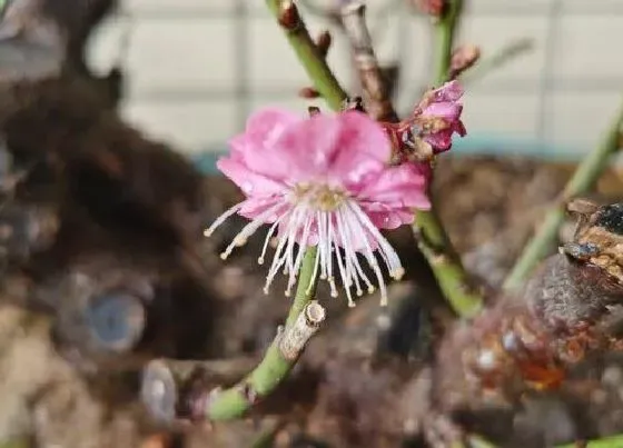 开花时间|冬梅什么时候开花 开花时间是几月